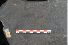 Foto (Detailansicht) von Sigillaria sp. (NHMW-GEO-2024-0188-11242)